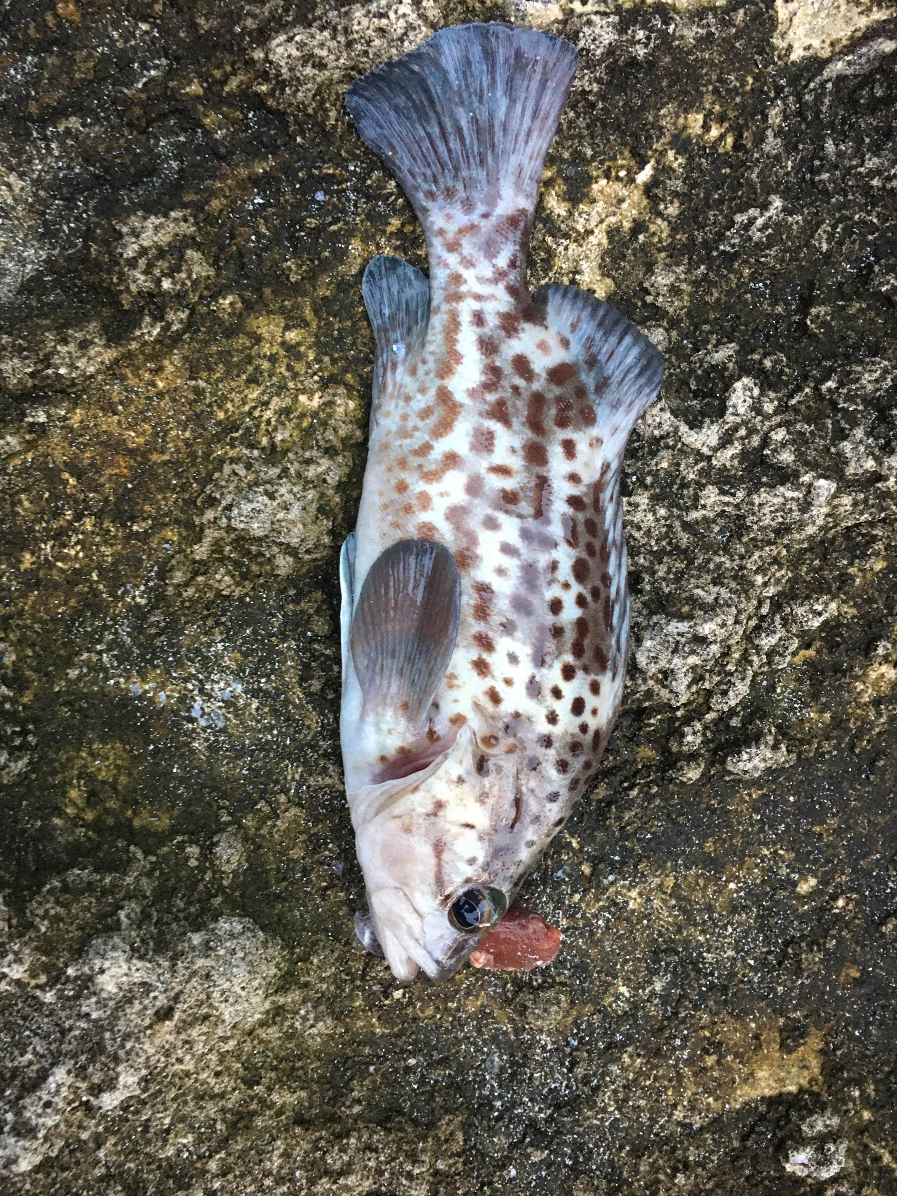 Spot photo 18