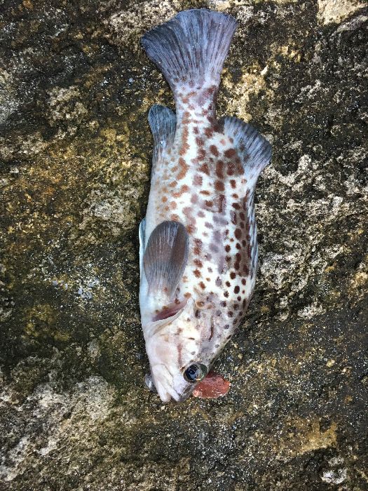 Spot photo 18