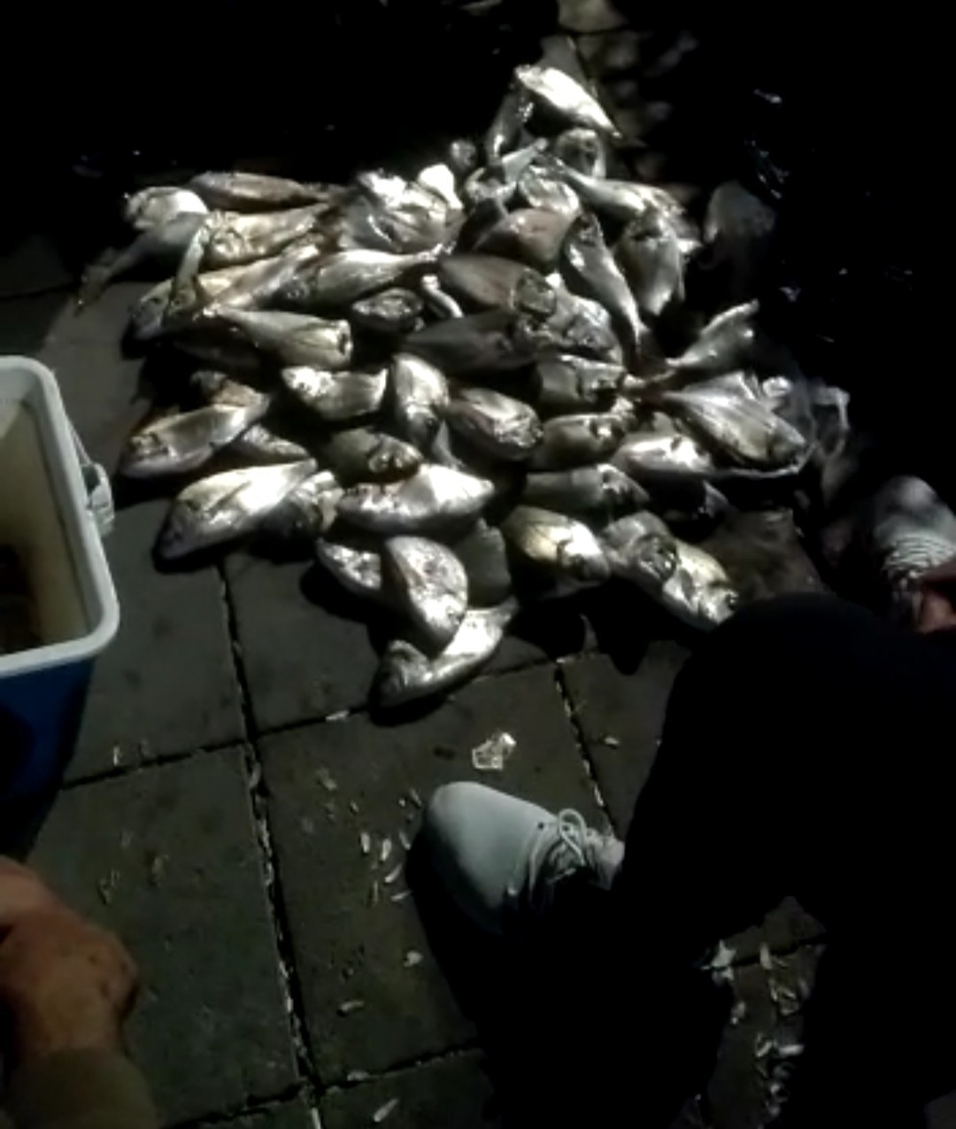 Spot photo 252
