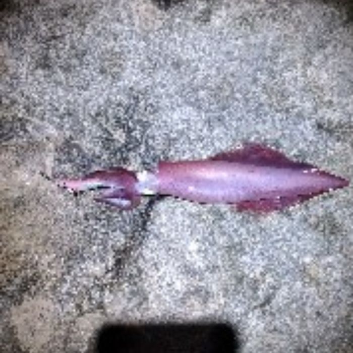 Spot photo 4
