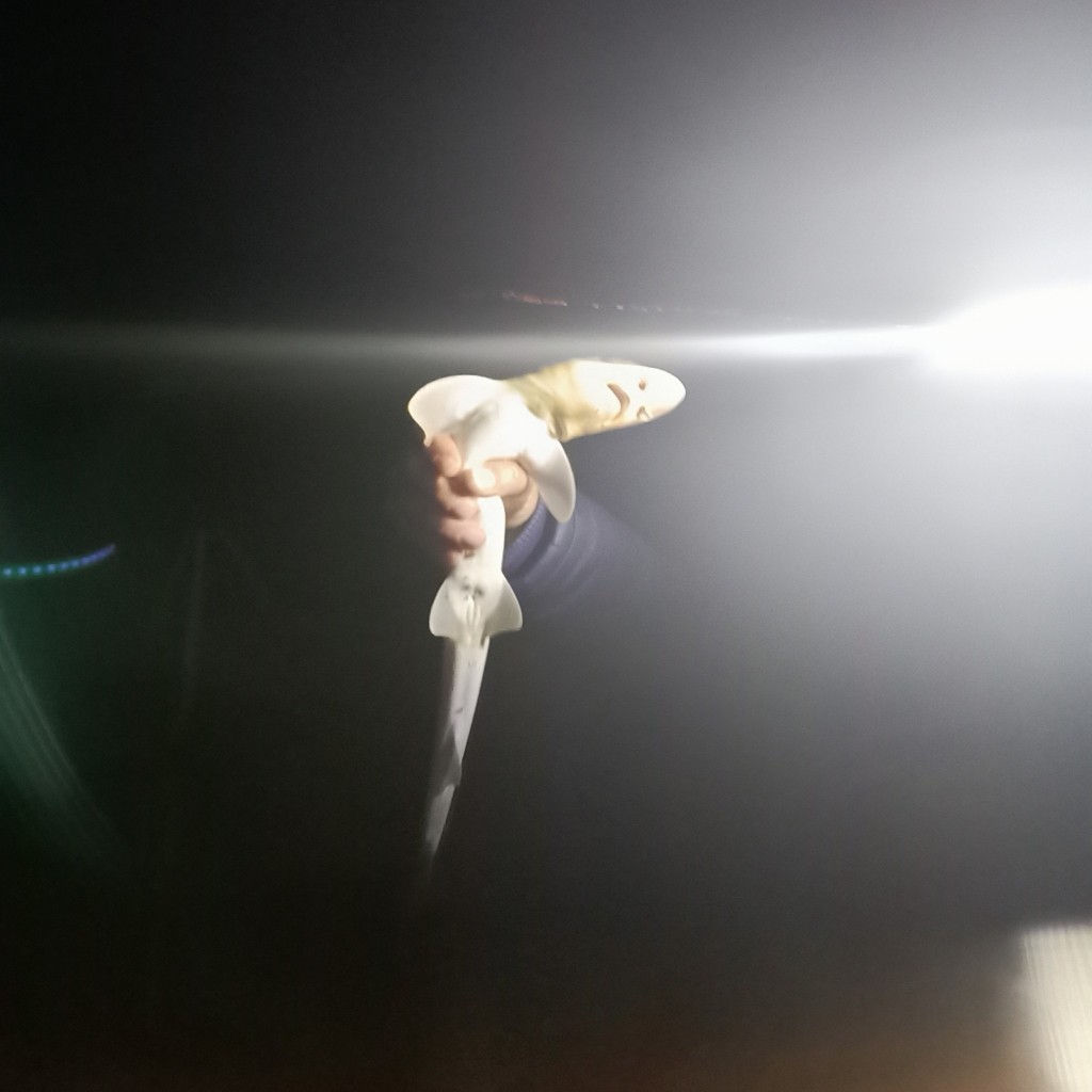 Spot photo 2