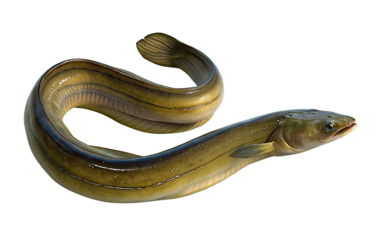 eel