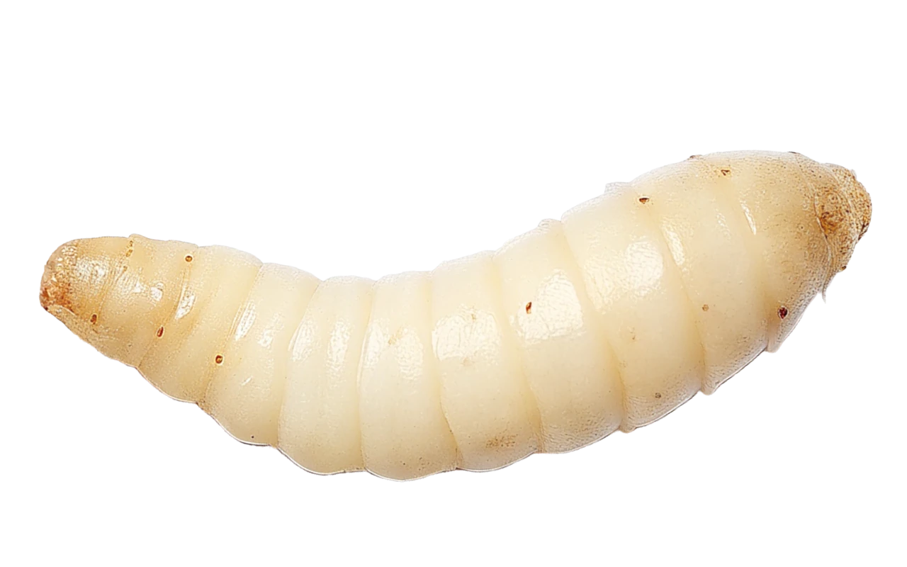 larvae