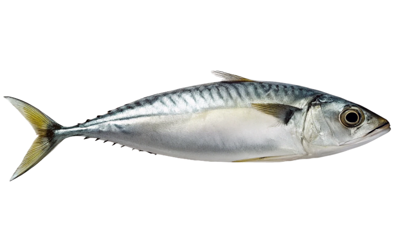 mackerels