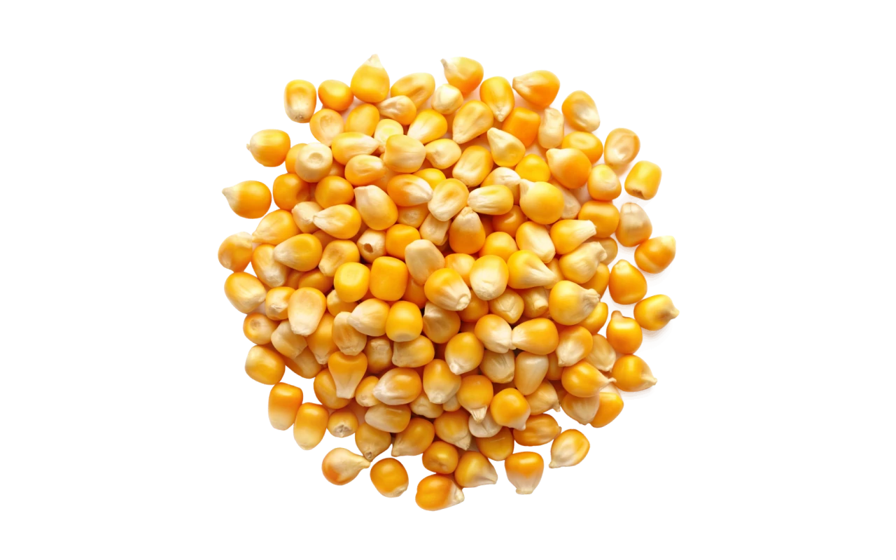 corns
