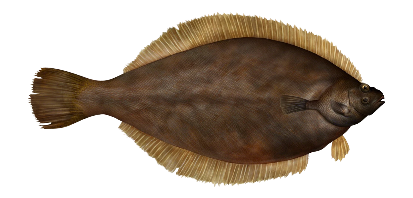 Flounder