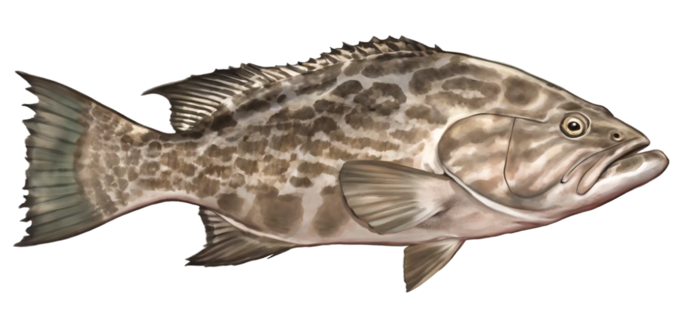 Broomtail Grouper