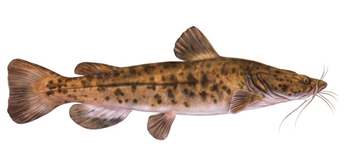 Flathead Catfish
