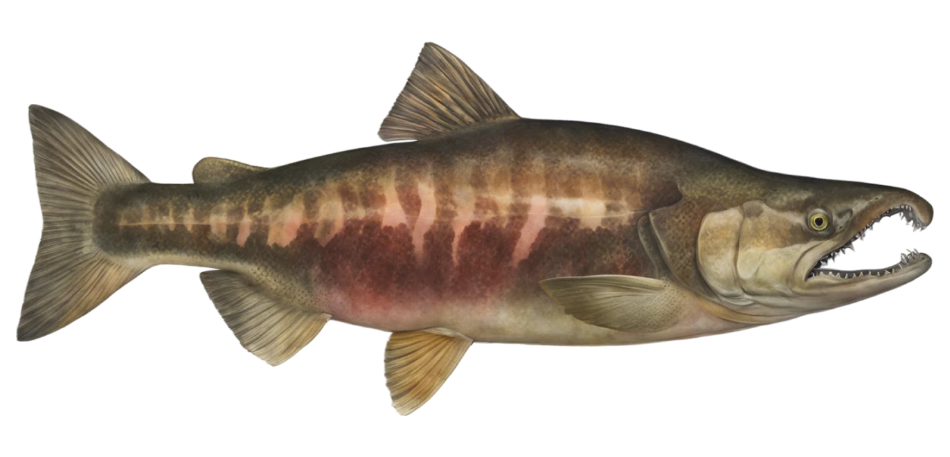 Chum Salmon