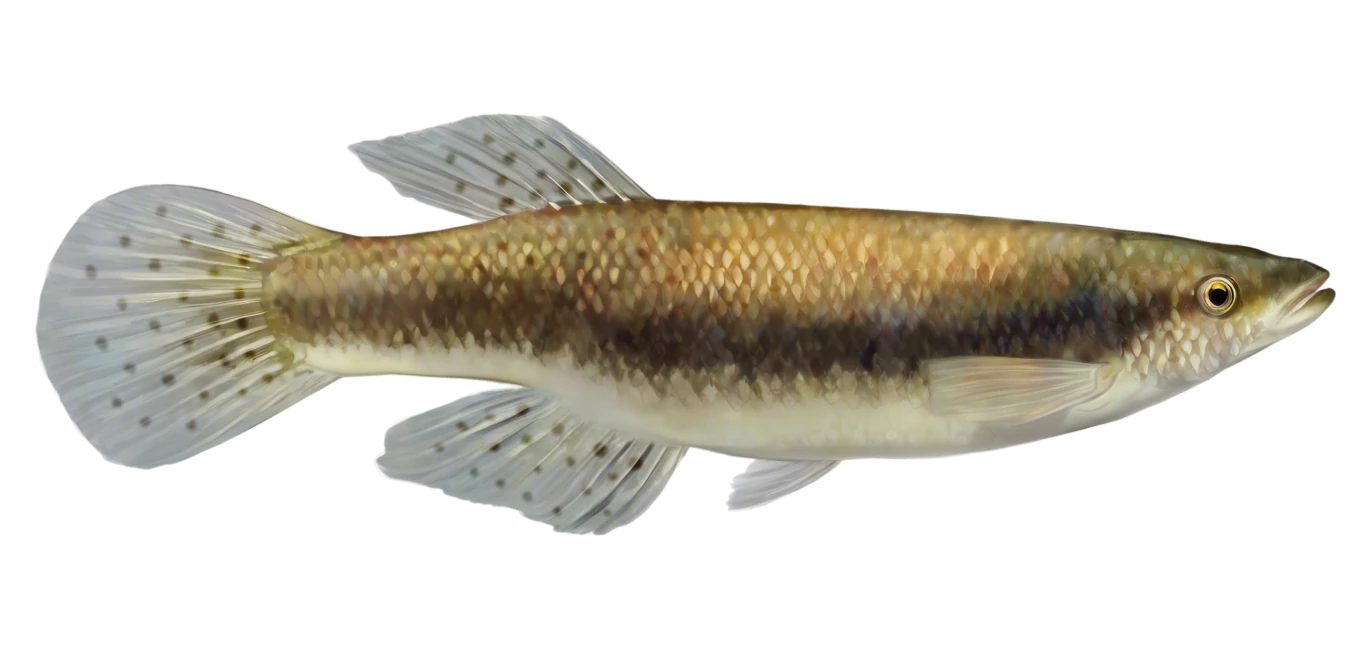 Blackstripe Topminnow