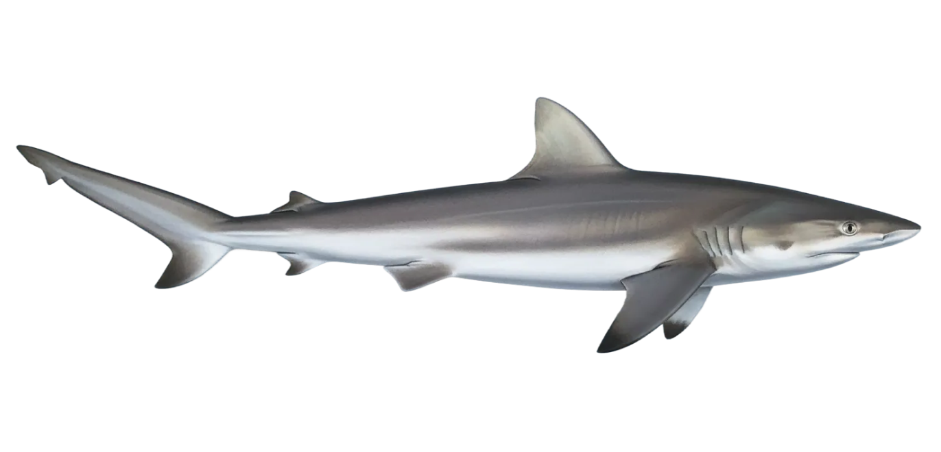 Atlantic sharpnose shark