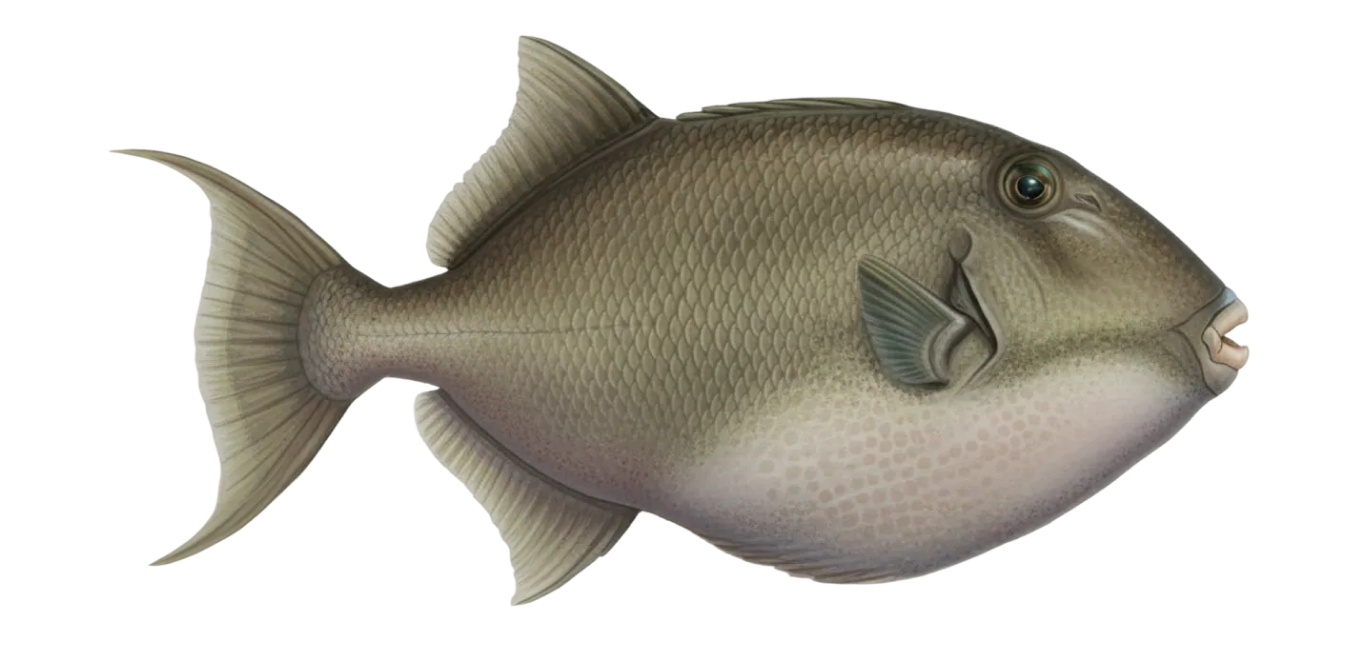 Gray triggerfish