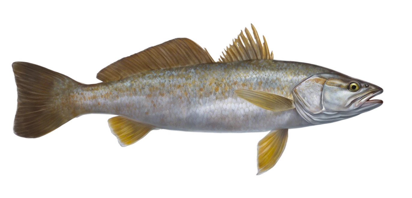 Weakfish