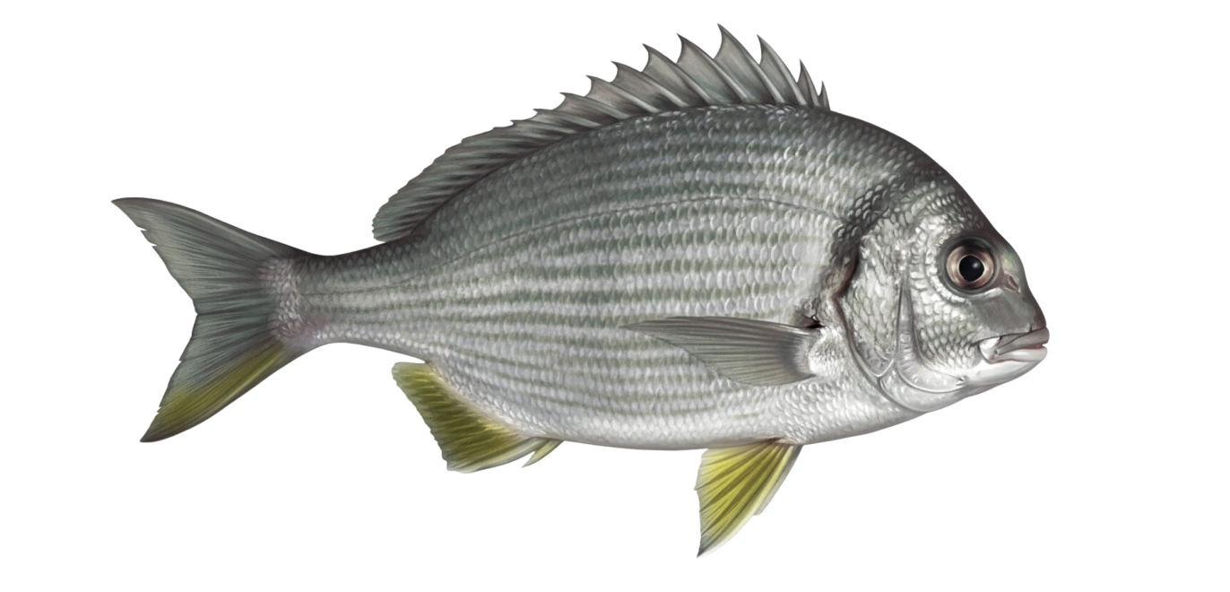 Goldlined seabream