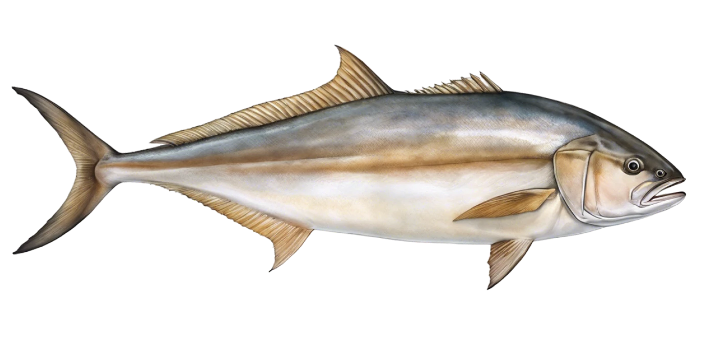 Greater Amberjack