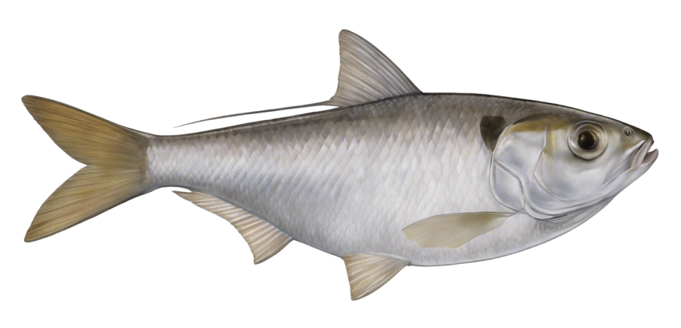 Threadfin Shad