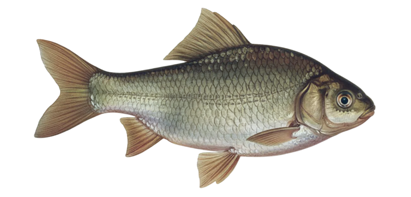 Crucian carp