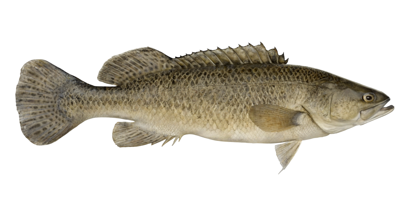 Murray cod