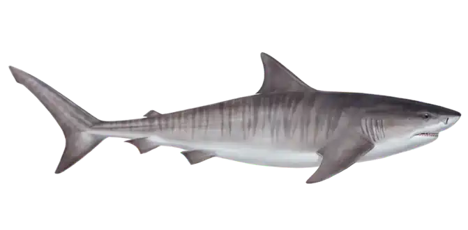 Tiger Shark