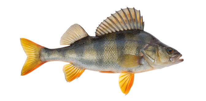 Eurasian perch