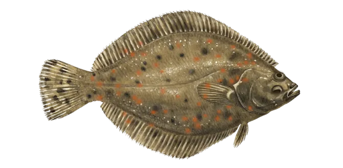 European plaice