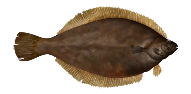 Flounder