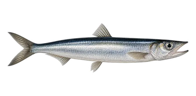 European anchovy