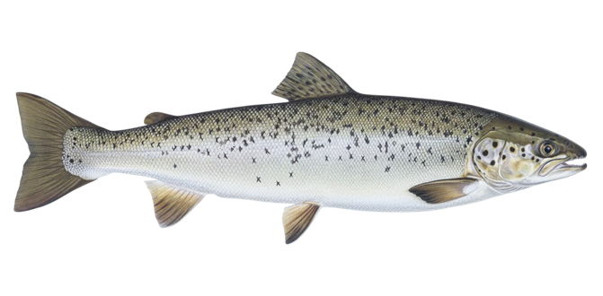 Landlocked atlantic salmon