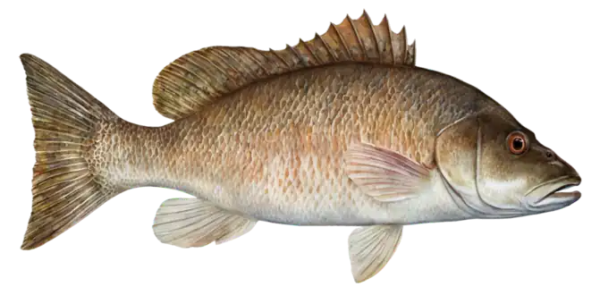 Mangrove Snapper