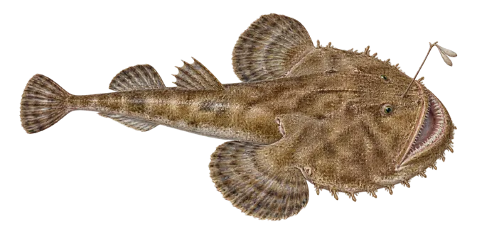 Monkfish