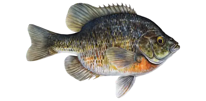 Bluegill
