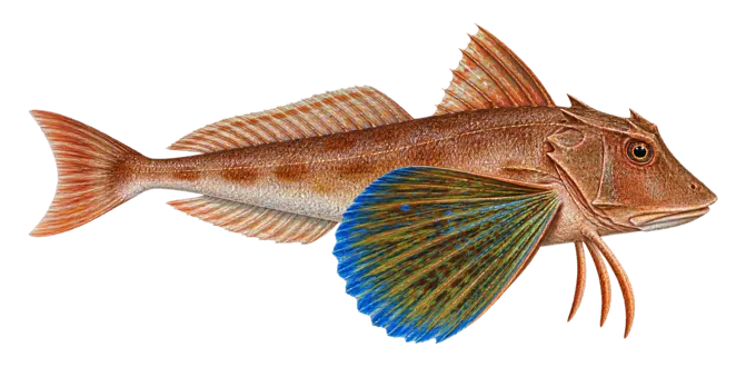 Tub gurnard