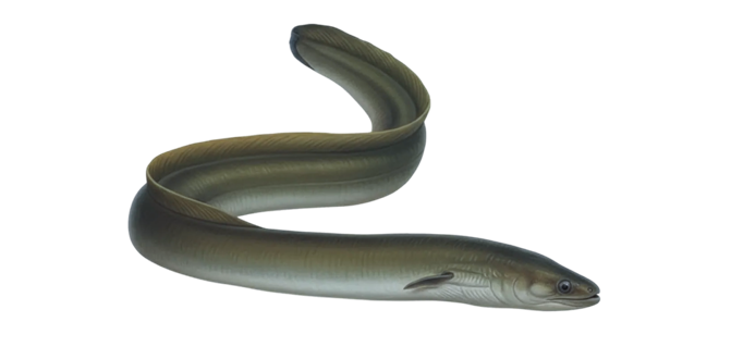 European eel