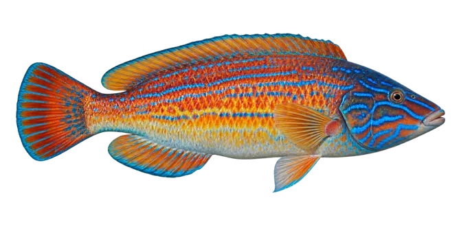 Cuckoo wrasse