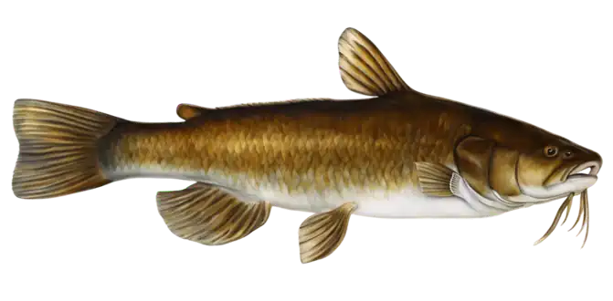 Brown Bullhead