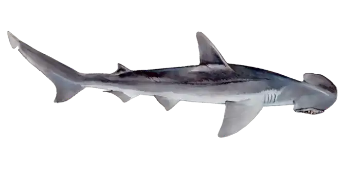 Bonnethead Shark