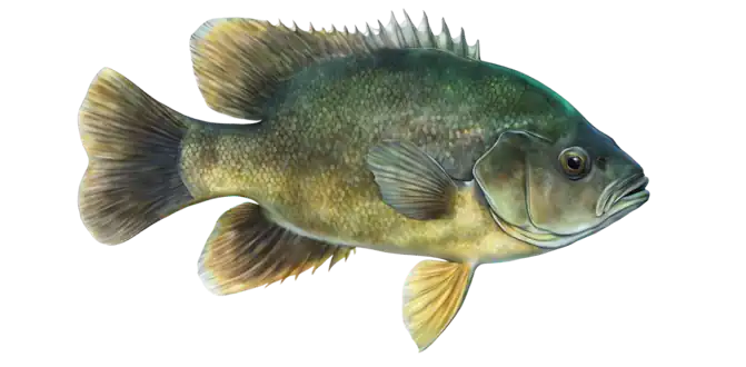 Green Sunfish