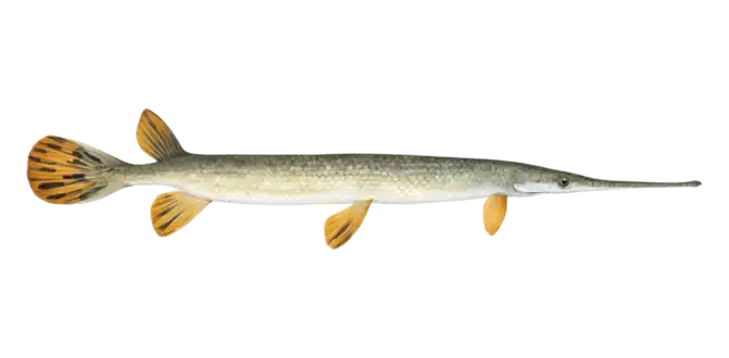 Longnose Gar