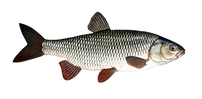 European chub