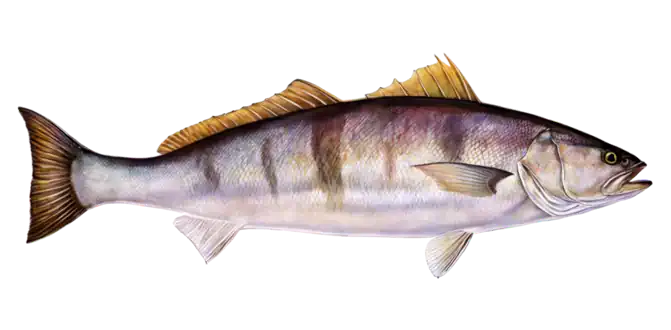 White Seabass