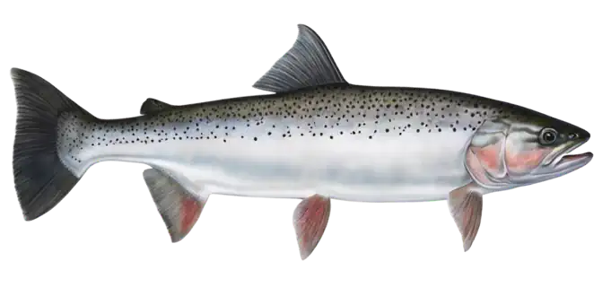 Steelhead