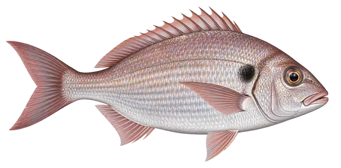 Blackspot seabream