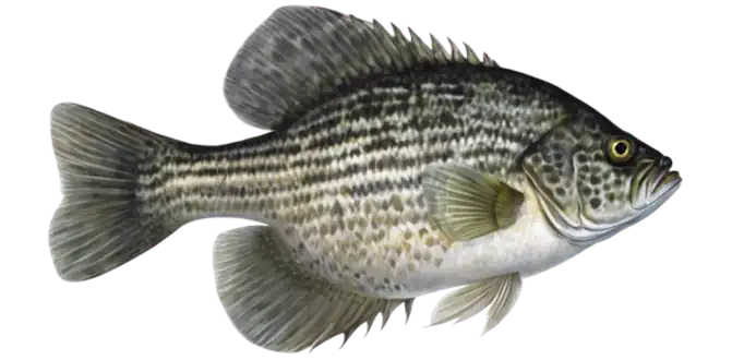 Black Crappie
