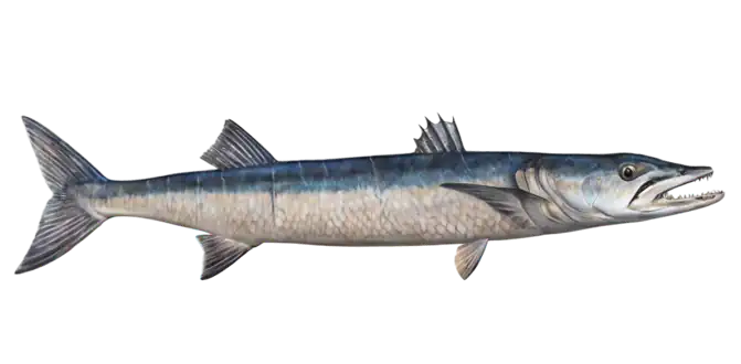 Great Barracuda