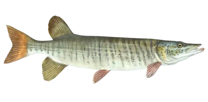 Tiger Muskellunge
