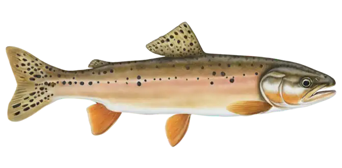 Bonneville Cutthroat Trout