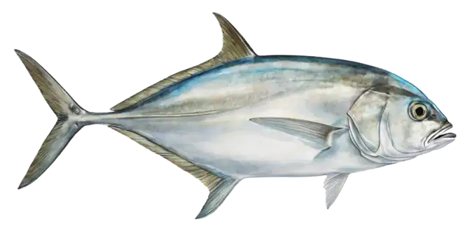 Bigeye Trevally