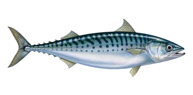 Atlantic chub mackerel