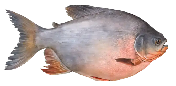 Red-Bellied Pacu