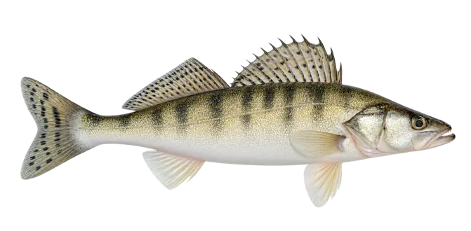 Volga pikeperch